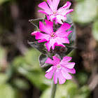 Cut-leaved Crane's-bill