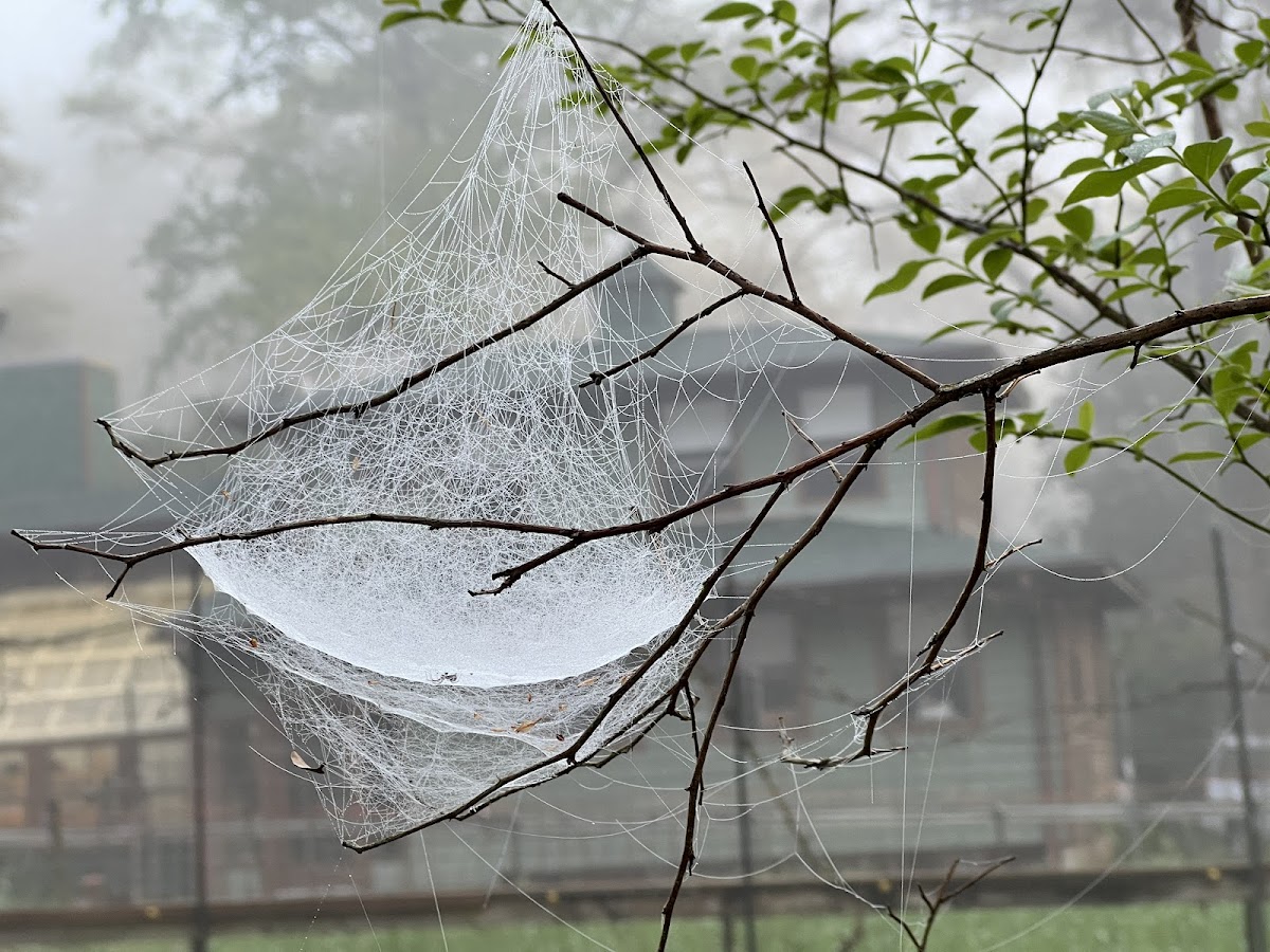 Bowl-and-doily Spider webs.