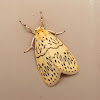 Lichen Moth