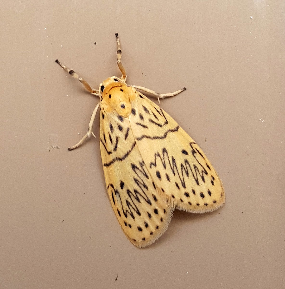 Lichen Moth