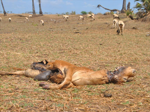 Carcasses of cattle that died during a drought at Odole in the Tana Delta, October 27, 2016. /ALPHONCE GARI