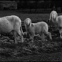 clonata la pecora Dolly di 