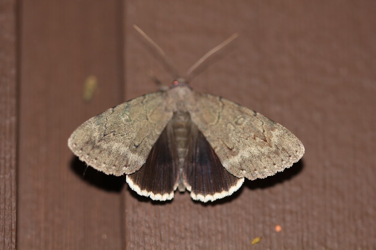 OBSCURE UNDERWING