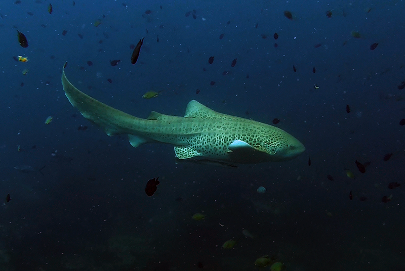 Zebra shark