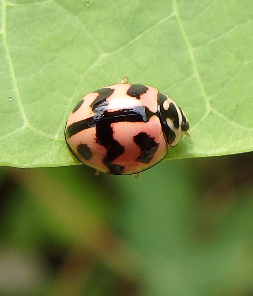 Six-Spotted Zigzag Ladybird