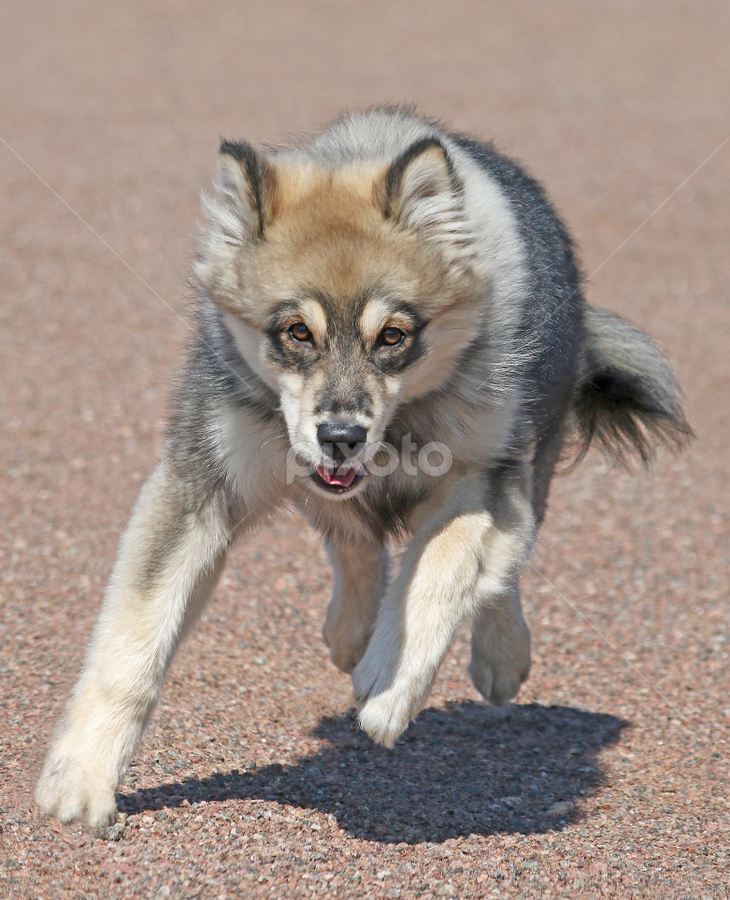 Porn Finnish Lapphund - Fast runner | Running | Animals - Dogs | Pixoto