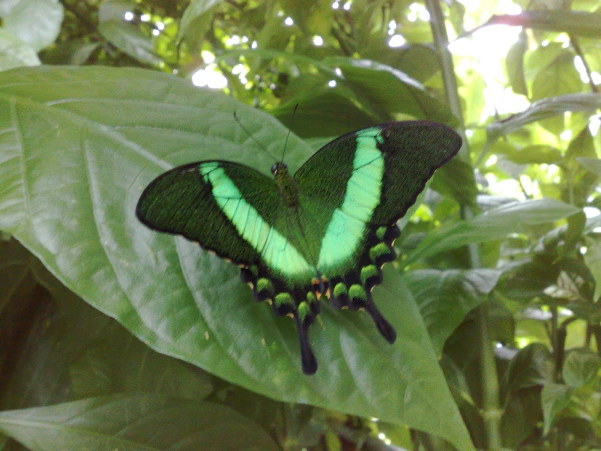 emerald swallowtail