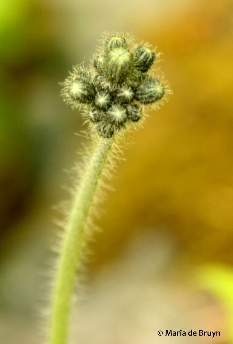 Yellow hawkweed