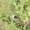 White-headed marsh tyrant