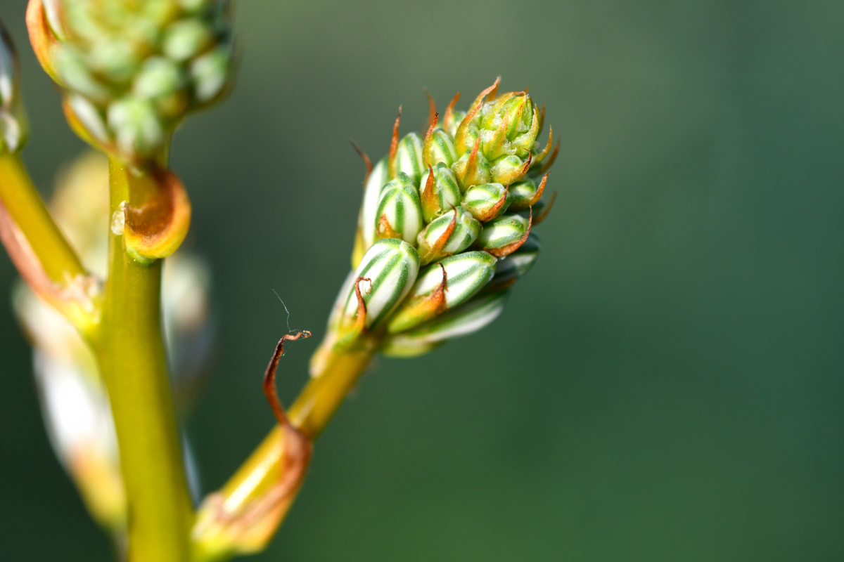 White asphodel buds; Gamón