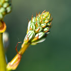 White asphodel buds; Gamón