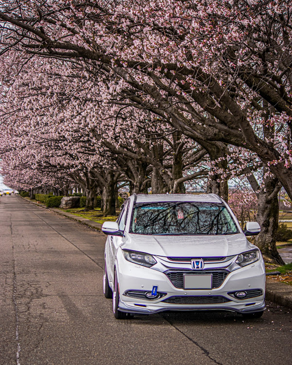ヴェゼルのサクラと愛車・石川県・桜・桜コラボ・4月もよろしくお願い致します🌸に関するカスタム事例の投稿画像1枚目