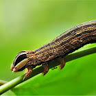 Yellow  Under wing Moth