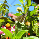 Common Checkered-Skipper