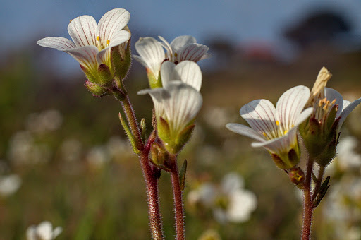 Saxifraga granulata