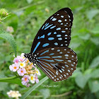 Dark Blue Tiger