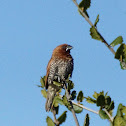 Scaly-breasted Munia aka Nutmeg Mannikin