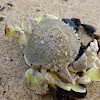 Moon crab