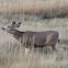 Mule Deer