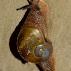 snail