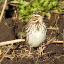 Savannah Sparrow