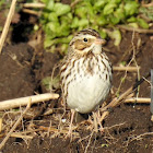 Savannah Sparrow