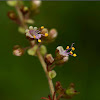 Holy basil (flower)