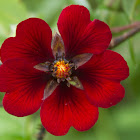 Himalayan Cinquefoil