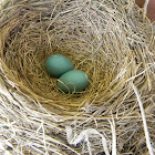 American Robin Eggs