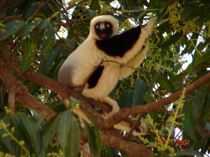 I LEMURI DEL MADAGASCAR di 02ARY02