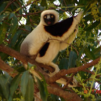 I LEMURI DEL MADAGASCAR di 