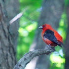 Scarlet Tanager