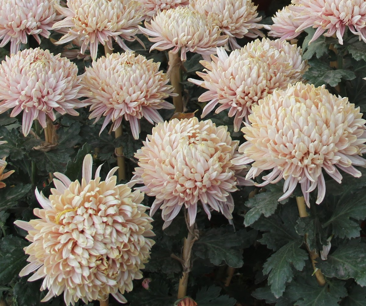 Chrysanth