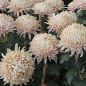 Chrysanth