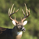 Whitetail Deer Calls - Ad Free Download on Windows