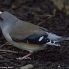 Yellow-billed Grosbeak