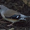 Yellow-billed Grosbeak