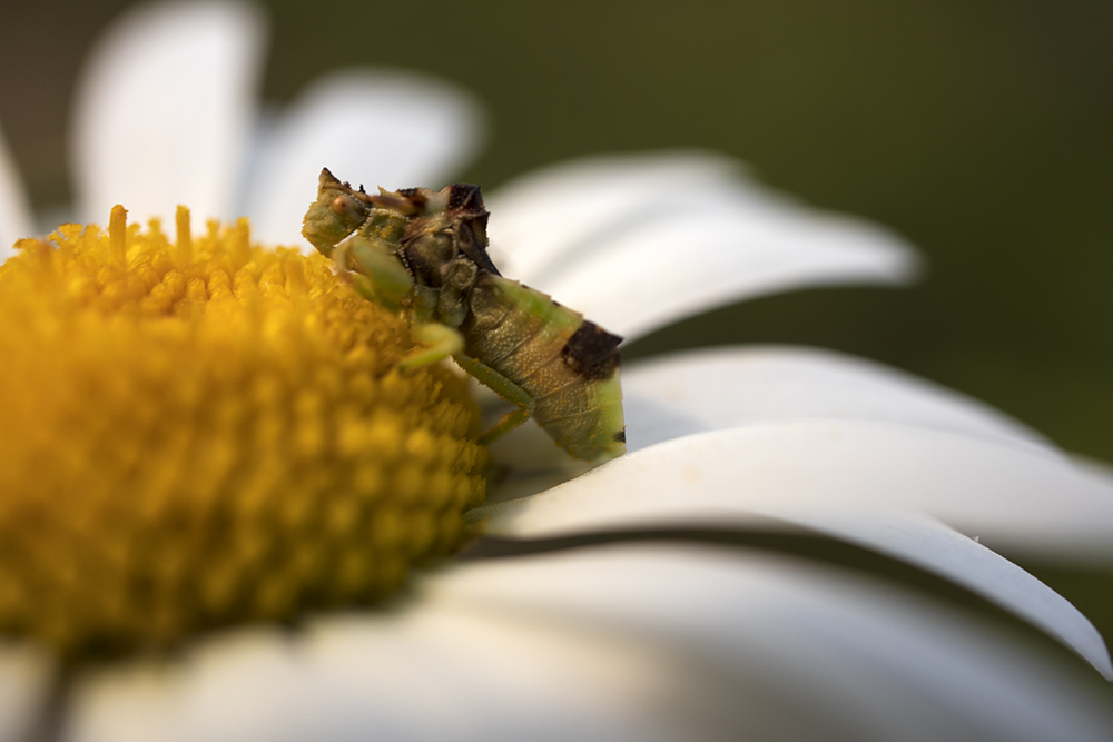 Pennsylvania Ambush Bug