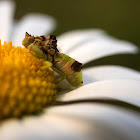 Pennsylvania Ambush Bug