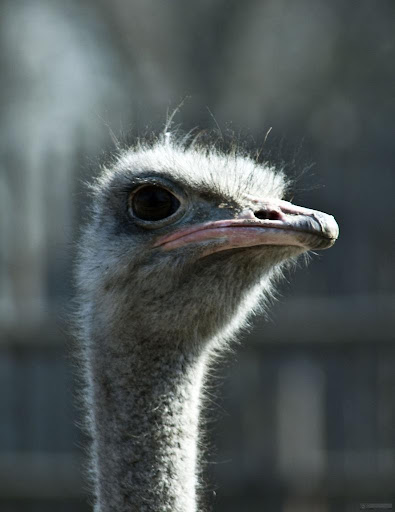 Ostrich Wallpapers HD FREE