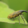 weevil