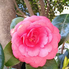 Camelia