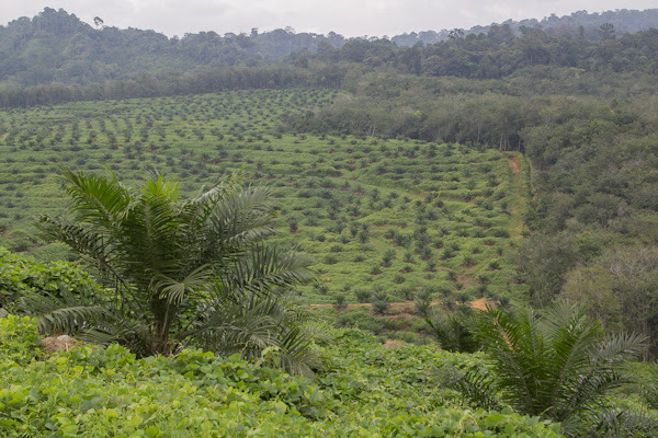 An oil palm plantation near Tangkahan village in Indonesia's North Sumatra province. Photo: Quino Alonso