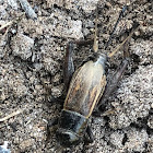 Field Cricket