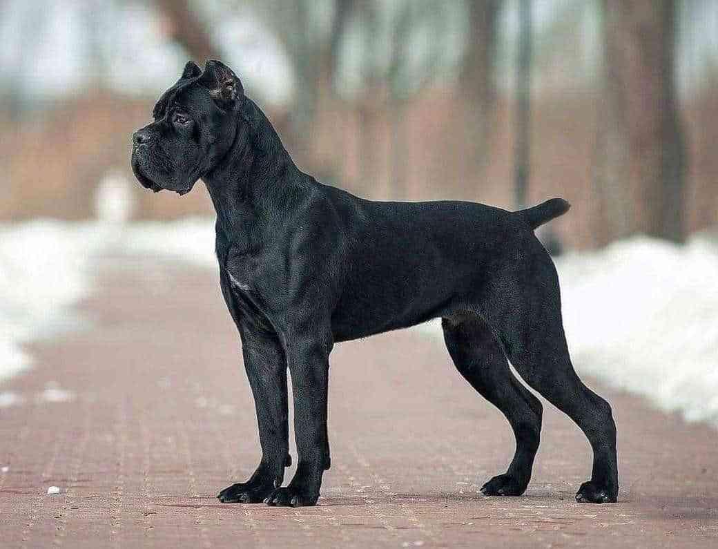 Cane Corso Dog Breed Information & Characteristics