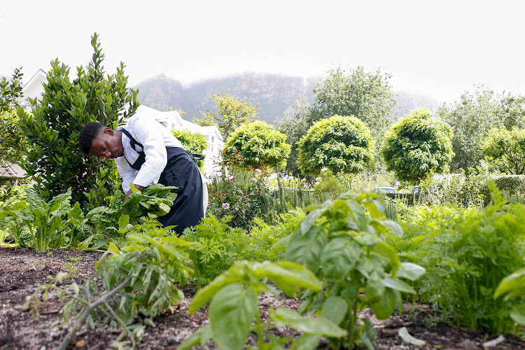 The organic garden.