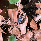 Common Blue Mud-dauber Wasp