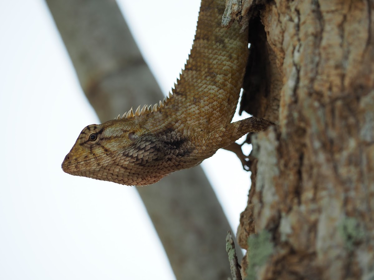 Oriental Garden Lizard