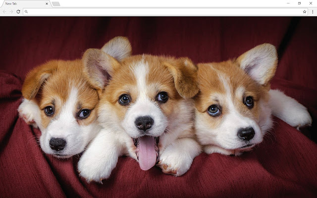 Corgi Dog Backgrounds & Themes