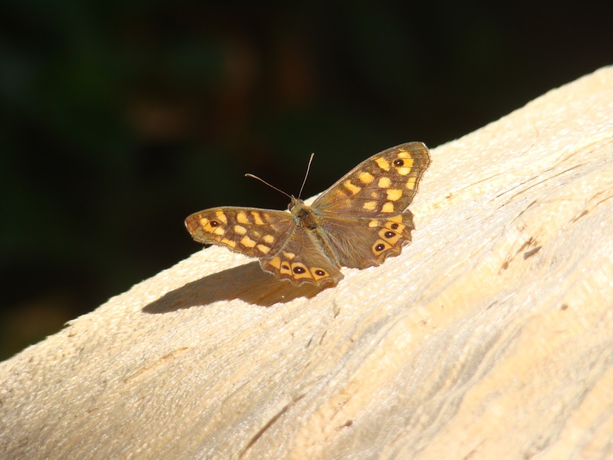 Speckled wood